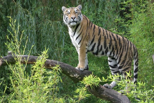 Proud big cat