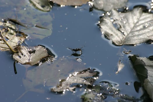 Water strider