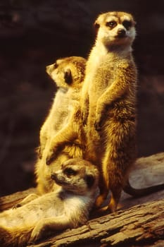 the three meerkats