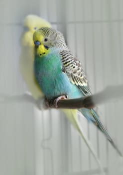 Our parakeets are kept in an open cage and prefer the window seat in the cage during the day,as there is always a lot to see there.