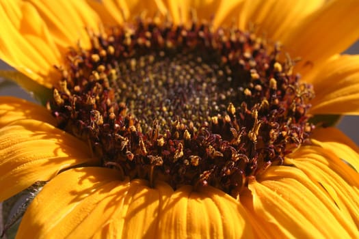 Sunflower