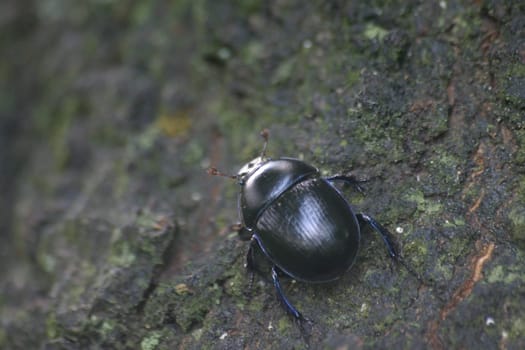 Forest dung beetle (Anoplotrupes stercorosus)