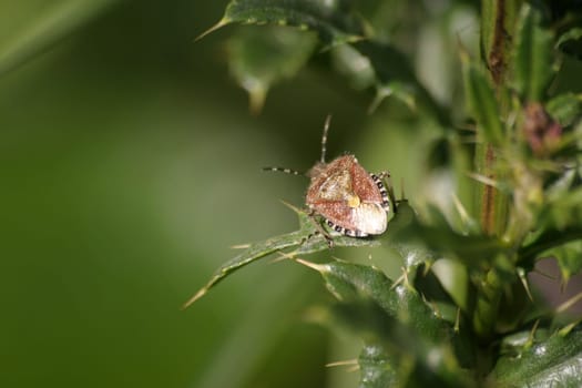 Holcostethus vernalis (this pretty stink bug has no German name)
