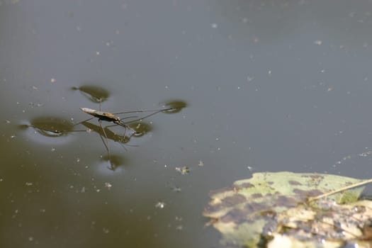 Water strider (Gerris lacustris)