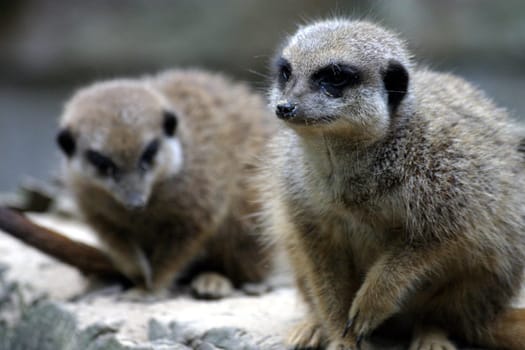 Meerkat (Suricata suricatta)