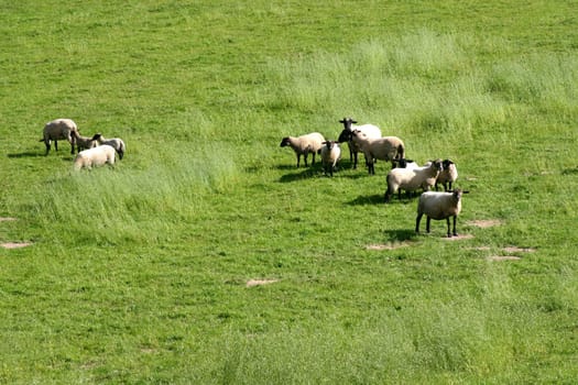 Sheep in the pasture