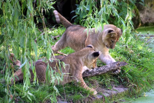 Lion cubs