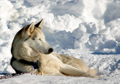 husky