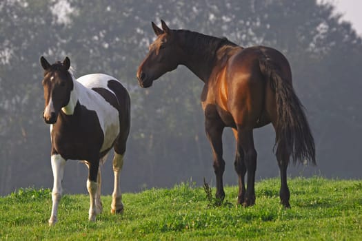 Horses