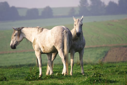 Horses (2)