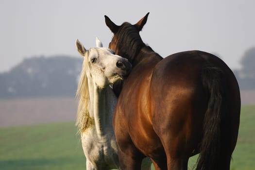 Affection