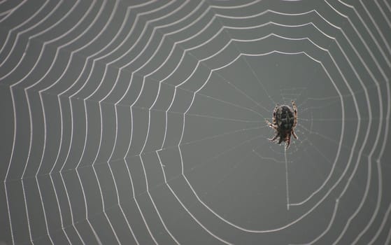 Spider in the web