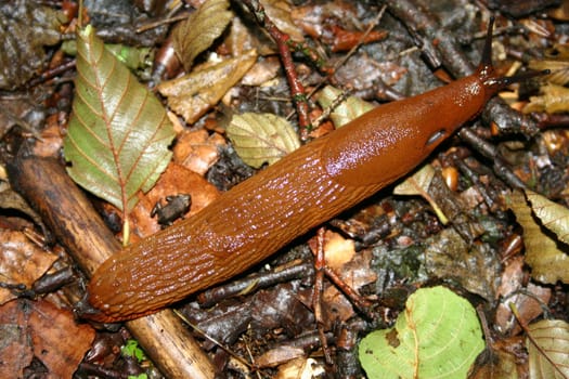 Look out for the mini frog to the left of the snail...