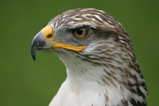 Proud buzzard