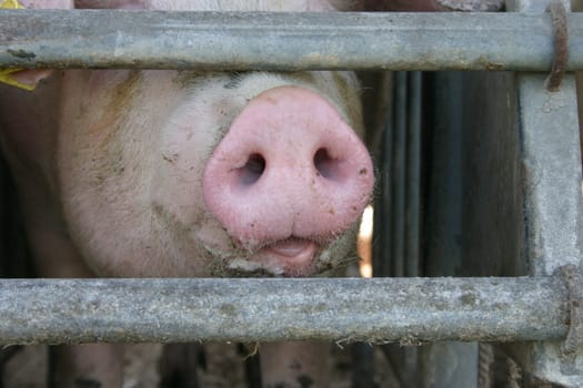 Pig snout
