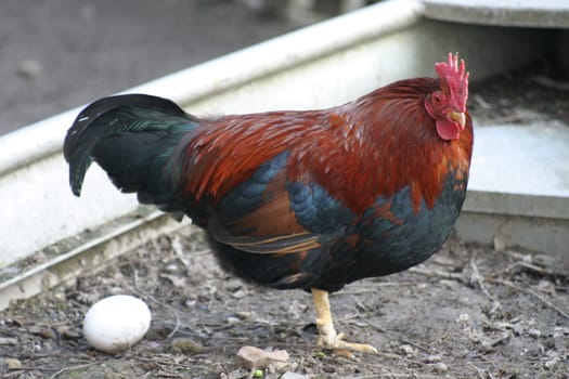 egg-laying rooster?