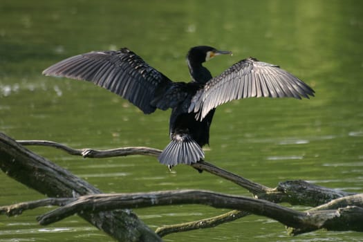Plumage drying