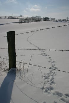 Track in the snow