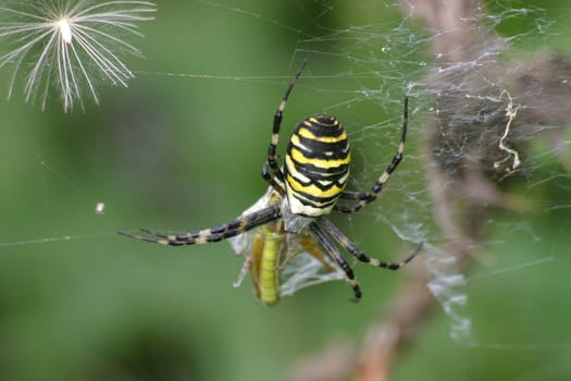 Wasp spider