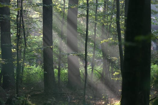 Morning sun