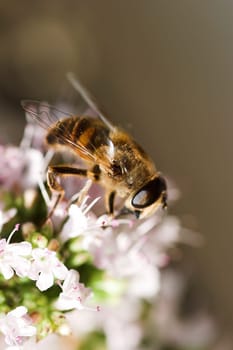 Industrious bee