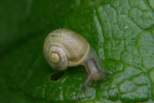 In this still very young snail,the "snail innards"" can be recognized by the still transparent snail shell"
