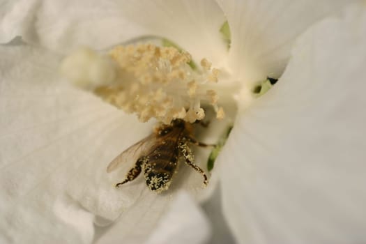 Honey harvesting