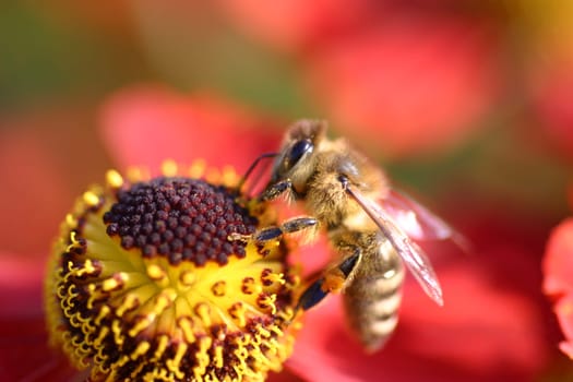 Bumblebee at harvest