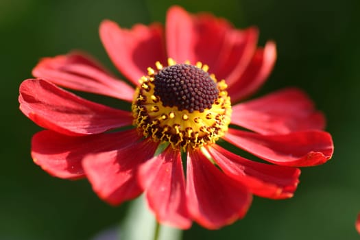 Cocadal flower