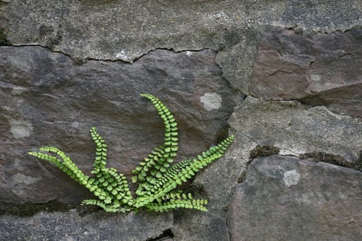 Ecological niche