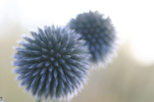 Diestelblüte