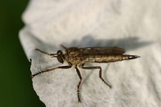 Who knows exactly what kind of insect it is?