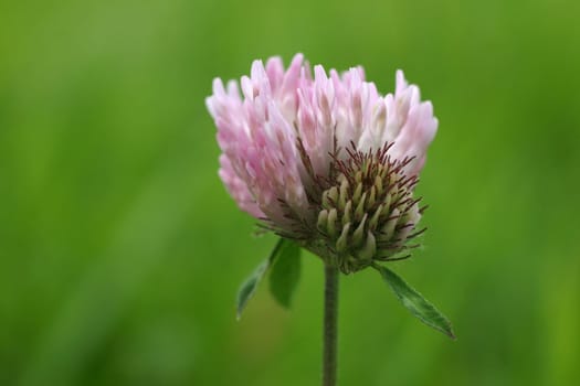 Clover