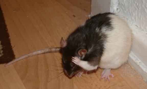 Small Rats Series.  Sally