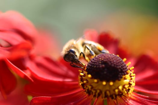 Bumblebee