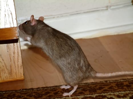 Small Rats Series. Hanni