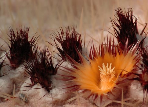 Cactus Blossom