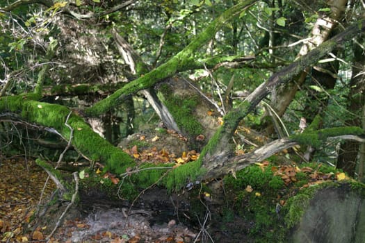 Jungle