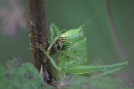 Green hayhorse eating a green bug
