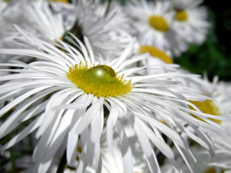 (Marguerite) Meadow usury flower,composite flowers with white flowers. As the name Margarite says (lat. margarita = pearl),the plant was compared to the pearl and thus at the same time to tears,but also to spilled drops of blood. On Christian