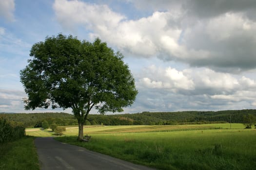 The path to the tree