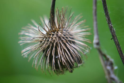 Dead thistle