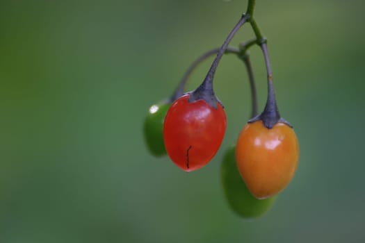 Variegated berries