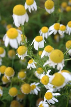 True chamomile