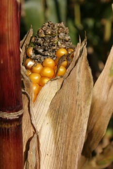 Corncob