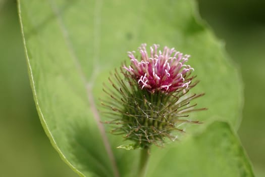 Beautiful burdock