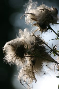 Faded beauty