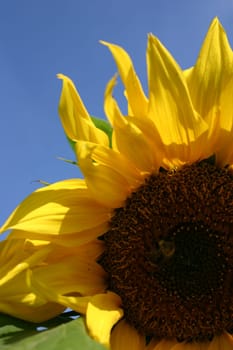 Summer flower