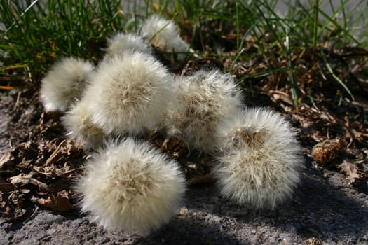 Dandelions