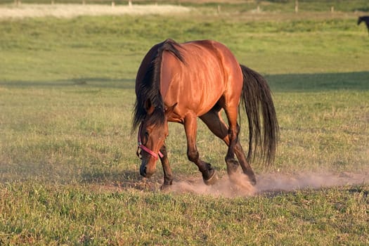 Stallion 02